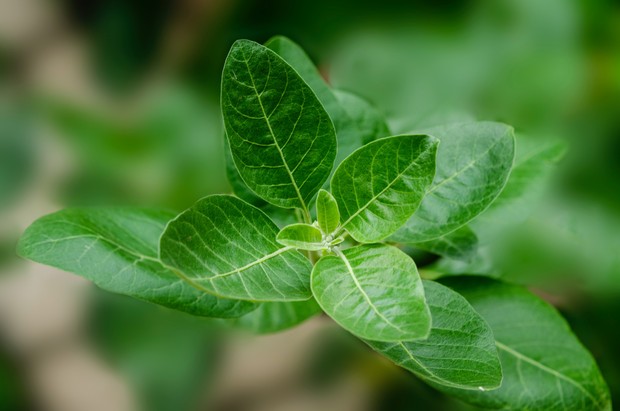 Ashwagandha/Foto: Unsplash.com/Bankim Desai