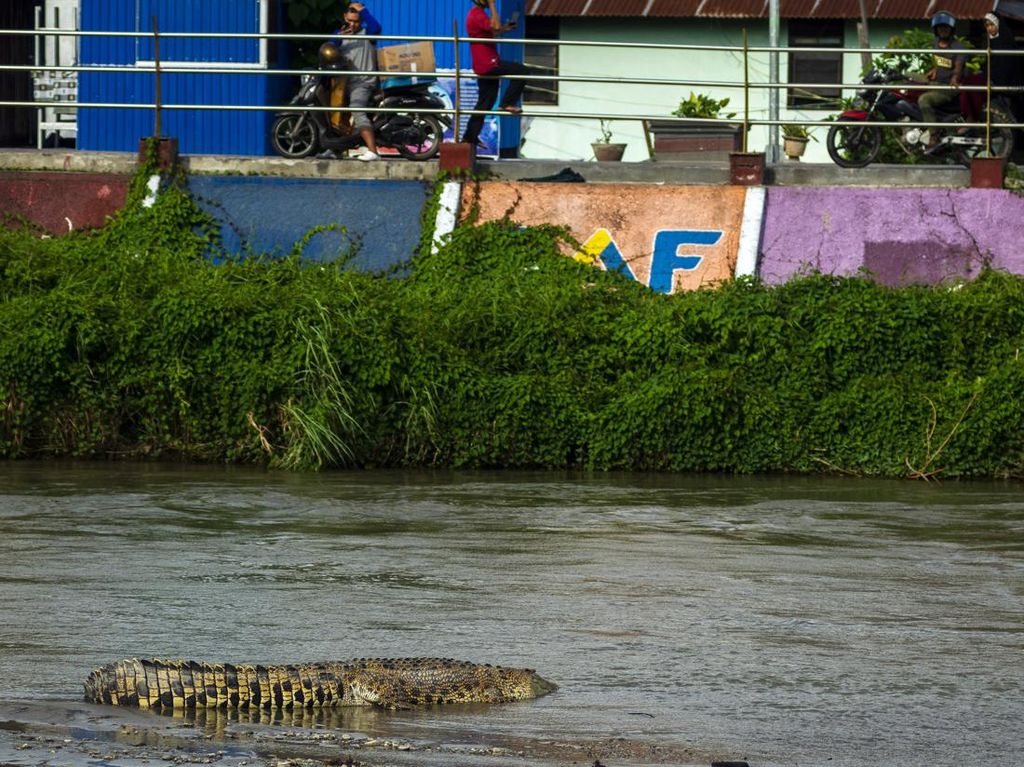 Buaya Muncul di Sungai Kuranji, BKSDA Sumbar Cek Lokasi