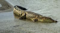 Penampakan Buaya Liar yang Bikin Resah Warga Palu