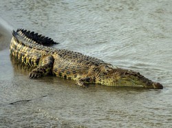 Tubuh Remaja di Bintan Ditemukan Tak Utuh Usai Diterkam Buaya