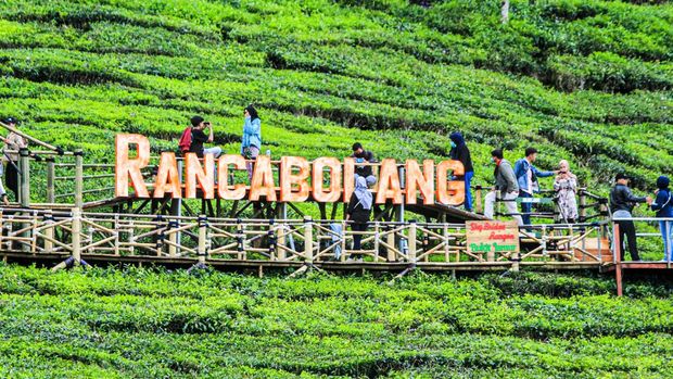 Bukit jamur rancabolang ciwidey