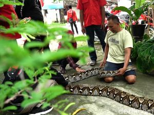 Hiii, Warga Lamongan Ini Pelihara Ular Sepanjang 5 Meter Hiii, Warga Lamongan Ini Pelihara Ular Sepanjang 5 Meter