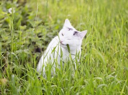 Kenapa Kucing Makan Rumput? Ini 5 Alasannya Menurut Studi