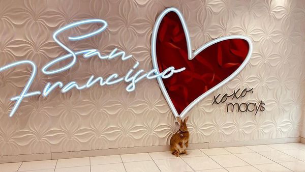 Potret Kelinci Gembul Pereda Stres Penumpang Pesawat