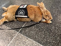 Ini Alex, Kelinci Gembul yang Jadi Karyawan Baru di Bandara San Francisco