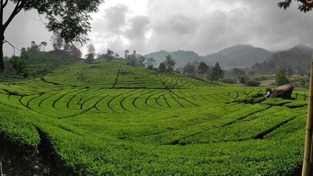 perkebunan teh rancabali Rancabali tea plantation fields, Ciwidey, West Java, Indonesia