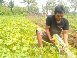 Semringahnya Petani Timun Suri di Pekalongan Raup Cuan Saat Ramadan
