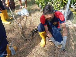 Ular Piton dan Welang yang Bikin Takut Warga Lamongan Dievakuasi