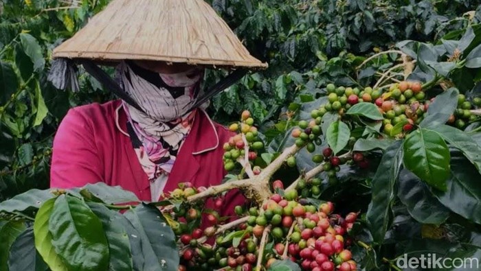 Sejarah Kopi Bondowoso begitu panjang dimulai dari tanam paksa hingga Kopi Arabika Bondowoso menuai reputasi.