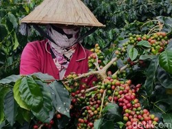 Sejarah Panjang Kopi Bondowoso, Mulai Tanam Paksa hingga Tuai Reputasi