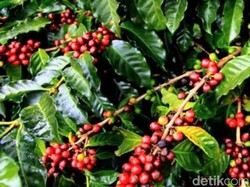 5 Daya Tarik Kopi Arabika Java Ijen Raung Khas Bondowoso