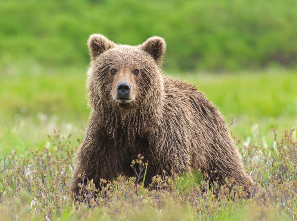 Berhasil Dievakuasi dari Ukraina, Beruang Ini Mulai Nyaman di Belanda