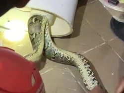 Hii! Ular Sanca 2 Meter Sembunyi di Dalam Kloset Warga di Bogor