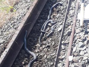 Hiii...Pemeriksa Rel Temukan 6 Kobra di Jalur Kereta Cicalengka