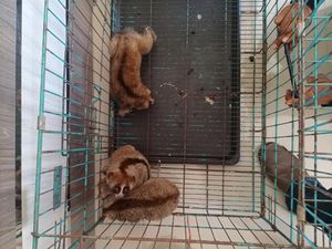 Hendak Jual 3 Ekor Kukang, Pria di Agam Ditangkap Polisi