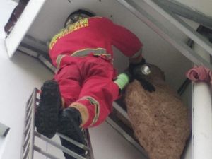 Damkar Kuningan Musnahkan Sarang Tawon Vespa di Atap Gedung Pemkab Damkar Kuningan Musnahkan Sarang Tawon Vespa di Atap Gedung Pemkab