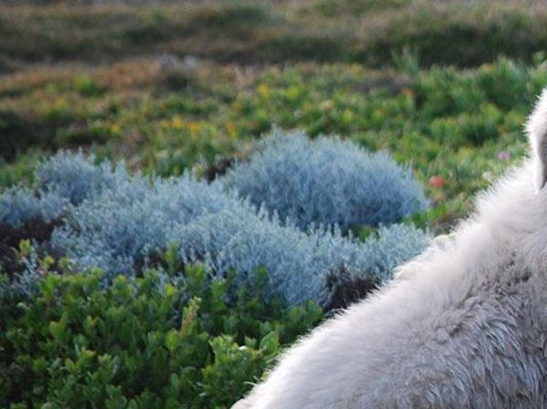 Sepasang Anjing Gembala Pelindung Penguin