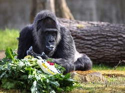 Awas! Jangan Coba-coba Menunjukkan Video ke Gorila