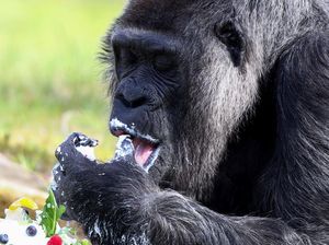 Ternyata Ini Lho, Alasan Gorila Suka Memukul-mukul Dadanya Ternyata Ini Lho, Alasan Gorila Suka Memukul-mukul Dadanya