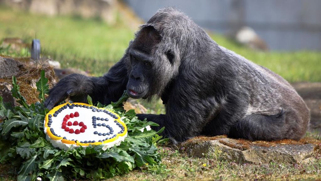 Selamat Ulang Tahun ke-65 Gorila Tertua di Dunia