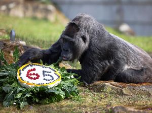 Selamat Ulang Tahun ke-65 Gorila Tertua di Dunia