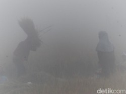 Snapshot: Semangat Petani di Tengah Dinginnya Pagi dan Kabut Tebal