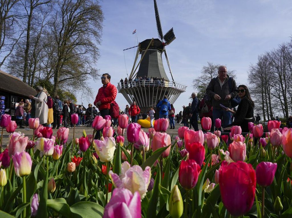 Hamparan Bunga Tulip di Taman Keukenhof Belanda, Indahnya Kebangetan!