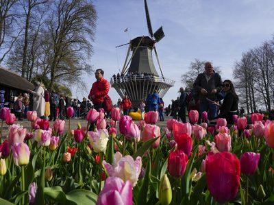 Hamparan Bunga Tulip di Taman Keukenhof Belanda, Indahnya Kebangetan!