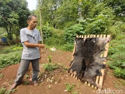 Pemilik Tak Dengar Suara Kambingnya Saat Dijagal Sisakan Jeroan di Depok