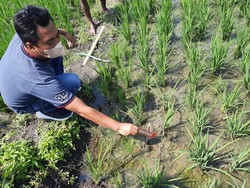 Lagi! Petani Tewas Tersengat Listrik Jebakan Tikus di Sragen