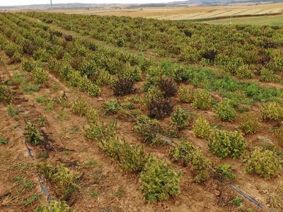 Polisi Spanyol Bongkar Ladang Ganja Terbesar di Eropa