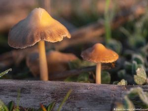 Magic Mushroom, Kenapa Efek Telernya Beda-beda Tiap Orang Magic Mushroom, Kenapa Efek Telernya Beda-beda Tiap Orang
