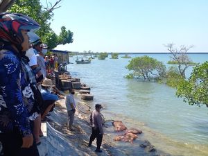 Polisi Sebut Bangkai Sapi Mengambang di Pantai Camplong Sampang 20 Ekor