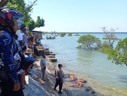 Polisi Sebut Bangkai Sapi Mengambang di Pantai Camplong Sampang 20 Ekor
