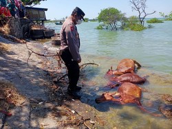 Heboh Belasan Bangkai Sapi Ditemukan Mengambang di Pantai