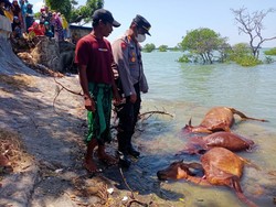 Saat Warga Sampang Bingung Belasan Bangkai Sapi Mengambang di Pantai Camplong