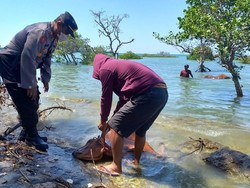 Misterius! Puluhan Sapi Mati Mengambang di Pantai Camplong Madura