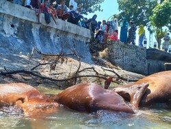 Puluhan Sapi Mengambang di Pantai Camplong Belum 24 Jam Mati