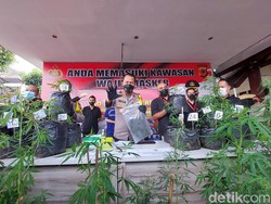 Kompak Tanam Ganja, Kakak-Adik Asal Lembang Berujung Dibui