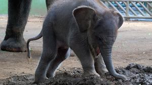 Gemasnya Lanang, Anak Gajah Sumatra yang Lahir di Kebun Binatang Bali