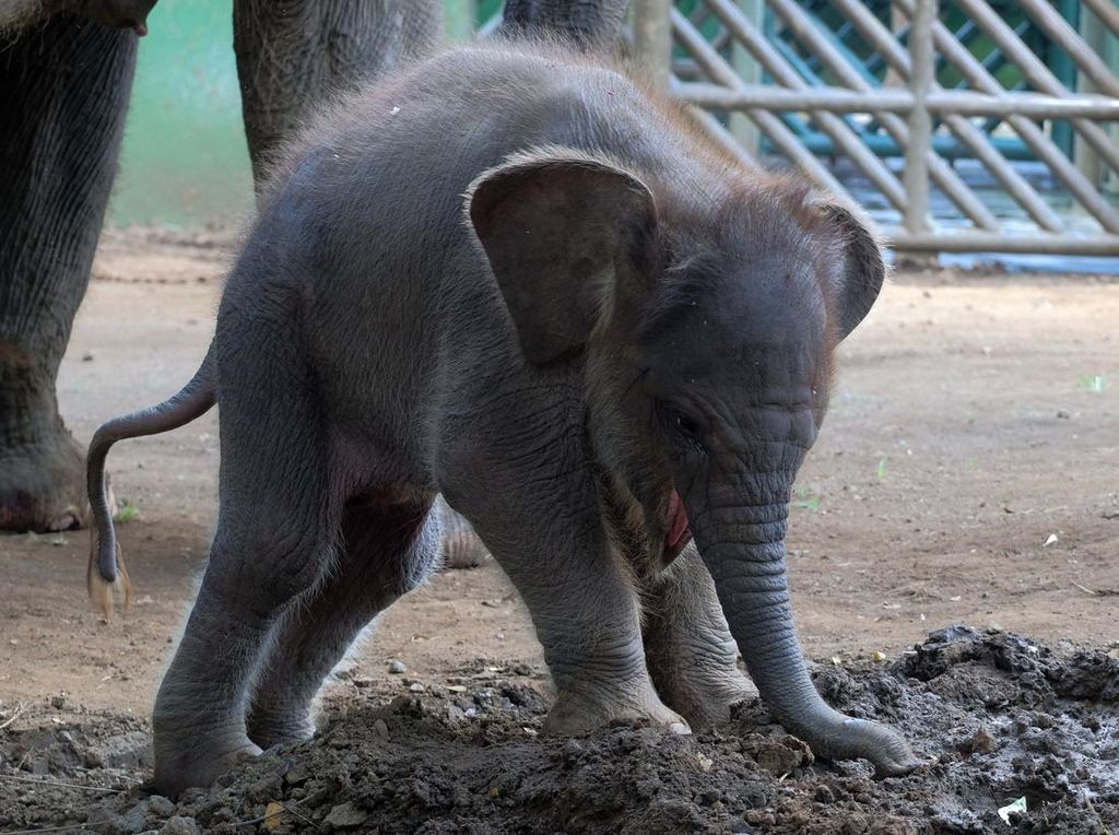 Gemasnya Lanang, Anak Gajah Sumatra yang Lahir di Kebun Binatang Bali