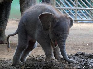 Gemasnya Lanang, Anak Gajah Sumatra yang Lahir di Kebun Binatang Bali Gemasnya Lanang, Anak Gajah Sumatra yang Lahir di Kebun Binatang Bali