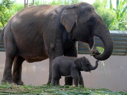 Terkuak! Rupanya, Gajah Juga Amat Berduka Saat Anaknya Mati