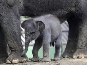 33 Nama Hewan dalam Bahasa Sunda, Lengkap dengan Sebutan Anaknya 33 Nama Hewan dalam Bahasa Sunda, Lengkap dengan Sebutan Anaknya