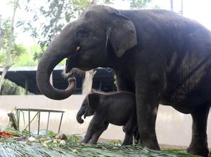 Gemas! Gajah Sumatera di Bali Zoo Lahirkan Anak Pertama Gemas! Gajah Sumatera di Bali Zoo Lahirkan Anak Pertama
