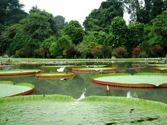 botanical garden di bogor, pusatnya ribuan flora di indonesia