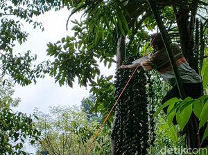 Cuan, Lur! Panen Kolang-kaling di Kulon Progo Tepat saat Ramadan