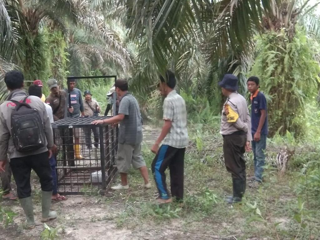 BKSDA Putuskan Evakuasi Harimau dari Habitat Asli usai Masuk Kampung
