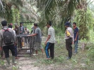 Harimau Dievakuasi dari Habitatnya Usai Masuk Kampung Harimau Dievakuasi dari Habitatnya Usai Masuk Kampung