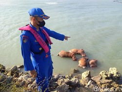 Repotnya Mengevakuasi Bangkai Sapi yang Mengambang di Pantai Camplong